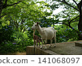 Parent and child of goats 141068097