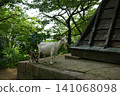 Parent and child of goats 141068098