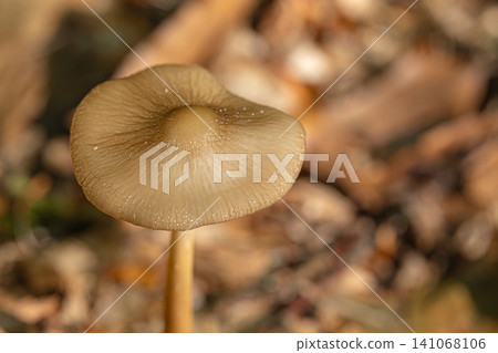 High-angle macro photograph of a smooth brown mushroom cap against a blurred autumn ground High-angle macro photograph of a smooth brown mushroom cap against a blurred autumn ground 141068106
