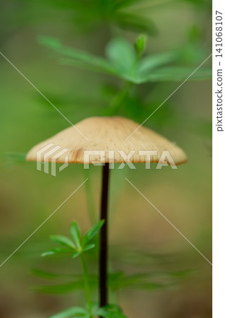 Close-up of a delicate brown mushroom with a thin stem growing among vibrant green leaves Close-up of a delicate brown mushroom with a thin stem growing among vibrant green leaves 141068107
