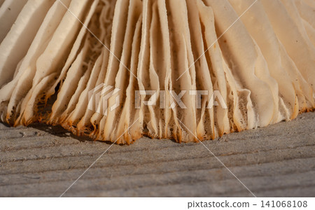Abstract full-frame macro view focusing on the intricate linear pattern of wild mushroom gills 141068108