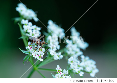 Detailed view of a brown fly resting on tiny white blossoms against a dark background Detailed view of a brown fly resting on tiny white blossoms against a dark background 141068109