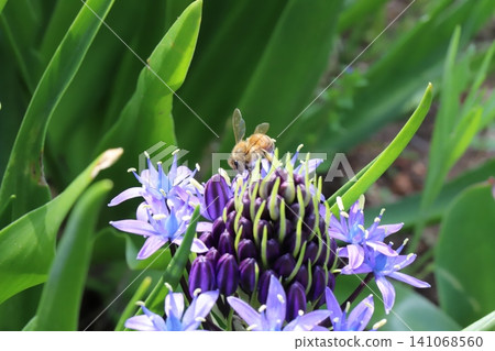 A honeybee sipping nectar from the purple flowers of the giant scilloides in a spring park. A honeybee sipping nectar from the purple flowers of the giant scilloides in a spring park. 141068560