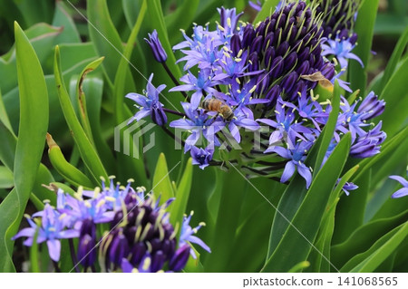 A honeybee sipping nectar from the purple flowers of the giant scilloides in a spring park. A honeybee sipping nectar from the purple flowers of the giant scilloides in a spring park. 141068565