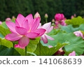 優雅的蓮花 141068639