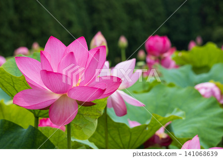 優雅的蓮花 優雅的蓮花 141068639