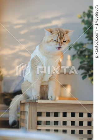 pet care concept with cat wear cloth and play with owner in living room 141068675