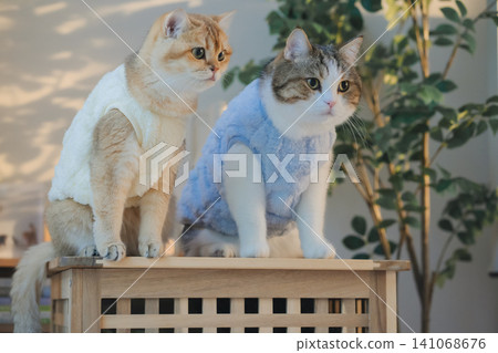 pet care concept with cat wear cloth and play with owner in living room pet care concept with cat wear cloth and play with owner in living room 141068676