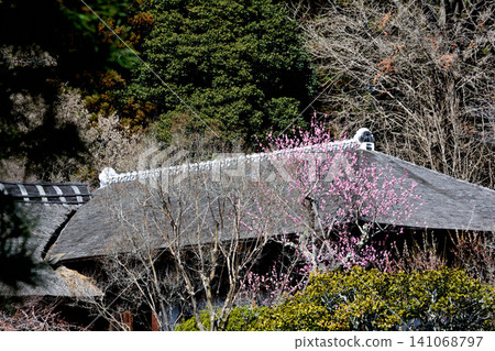 Mito Plum Blossom Festival, March 12, 2026, #152 141068797
