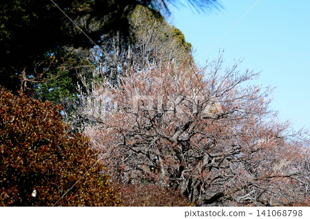 水戶梅花節,2026年3月12日,#153 水戶梅花節,2026年3月12日,#153 141068798