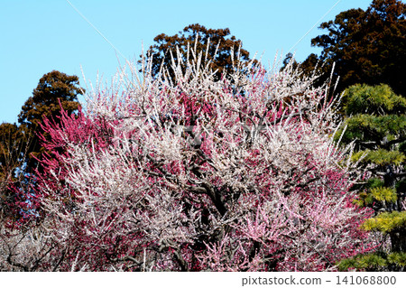 Mito Plum Blossom Festival, March 12, 2026, #155 Mito Plum Blossom Festival, March 12, 2026, #155 141068800