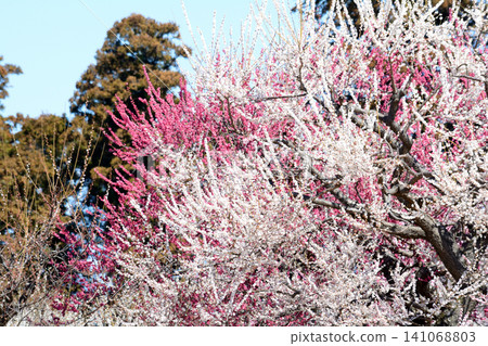 水戶梅花節,2026年3月12日,#158 水戶梅花節,2026年3月12日,#158 141068803