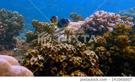 A pair of Clark's anemonefish (Amphiprion clarkii) swim among vibrant corals and anemones, creating a lively magical underwater scene. Dauin, Philippines A pair of Clark's anemonefish (Amphiprion clarkii) swim among vibrant corals and anemones, creating a lively magical underwater scene. Dauin, Philippines 141068807