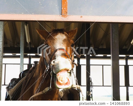 Horse riding experience at El Patio Ranch in Aso City, Kumamoto Prefecture Horse riding experience at El Patio Ranch in Aso City, Kumamoto Prefecture 141068893