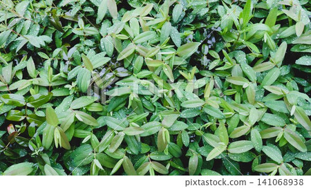 A dense green carpet of young leaves from an ornamental shrub, strewn with countless transparent drops after a summer rain. A backdrop of natural freshness and the wet texture of the greenery. 141068938