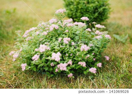 Green Shrub With Pink Floral Tops Green Shrub With Pink Floral Tops 141069026