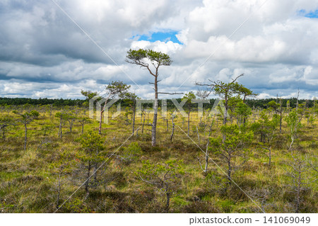 Scenic Dunika Bog Landscape in Latvia with Sparse Pine Trees Beneath Dramatic Summer Cloudscape Scenic Dunika Bog Landscape in Latvia with Sparse Pine Trees Beneath Dramatic Summer Cloudscape 141069049