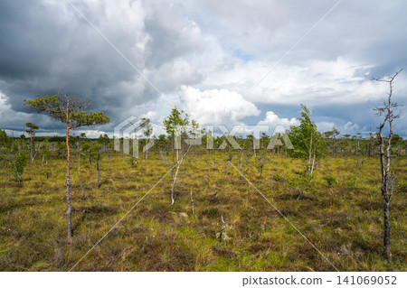 Dramatic Cloudscape Over Dunika Swamp Peat Bog Landscape with Pine Trees in Latvia Nature View Dramatic Cloudscape Over Dunika Swamp Peat Bog Landscape with Pine Trees in Latvia Nature View 141069052