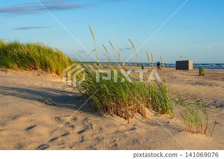 Golden Beach Grass on Baltic Sea Sand Dunes at Sunset with Coastal Landscape and Summer Shore View Golden Beach Grass on Baltic Sea Sand Dunes at Sunset with Coastal Landscape and Summer Shore View 141069076