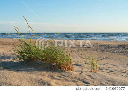 Beach Grass on Baltic Sea Shore with Sandy Beach, Gentle Waves and Clear Summer Sky at Golden Hour View Beach Grass on Baltic Sea Shore with Sandy Beach, Gentle Waves and Clear Summer Sky at Golden Hour View 141069077