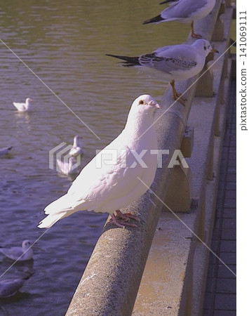 Pure white dove Pure white dove 141069111