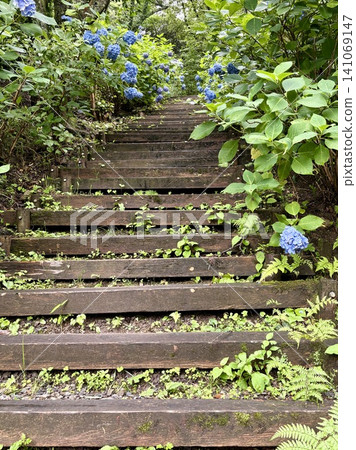 A staircase lined with hydrangeas leading to the mountaintop. A staircase lined with hydrangeas leading to the mountaintop. 141069147