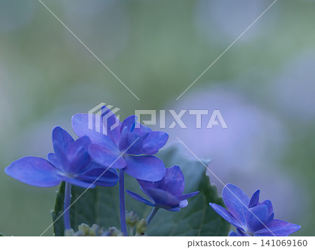 藍色Yamah繡球花 141069160