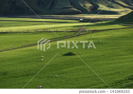 Green agricultural fields with sheep grazing in rural Iceland 141069283