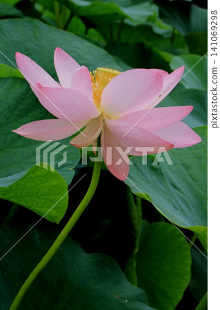 風景與蓮花 風景與蓮花 141069298
