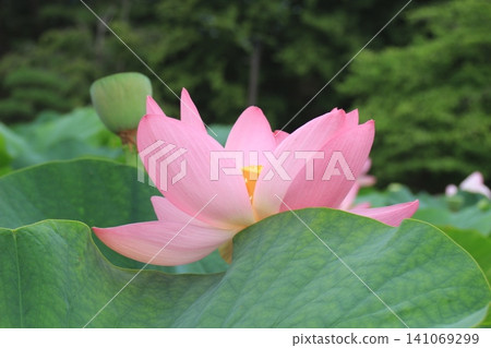 lotus flower, pure flower lotus flower, pure flower 141069299