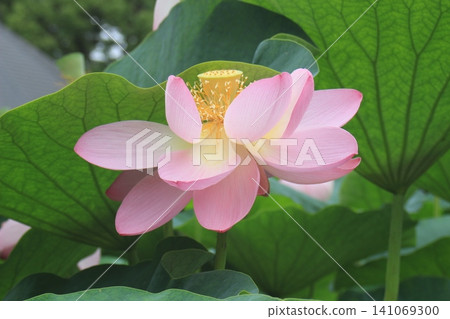 開花的蓮花 開花的蓮花 141069300