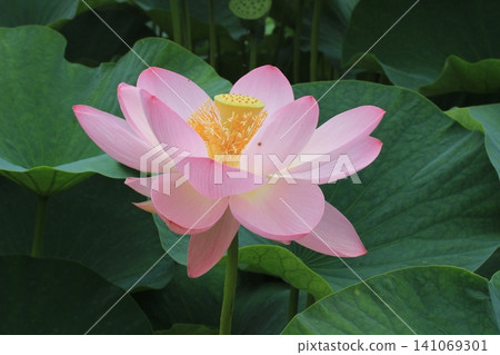 風景與蓮花 風景與蓮花 141069301