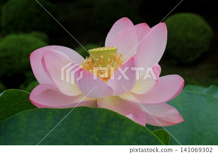 Landscape with lotus flowers Landscape with lotus flowers 141069302