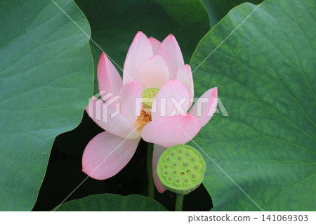 蓮花,純潔的花 蓮花,純潔的花 141069303