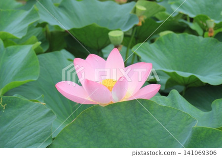 Landscape with lotus flowers Landscape with lotus flowers 141069306