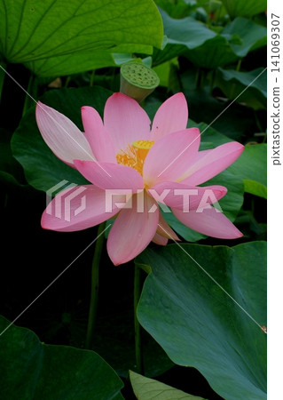 Landscape with lotus flowers Landscape with lotus flowers 141069307