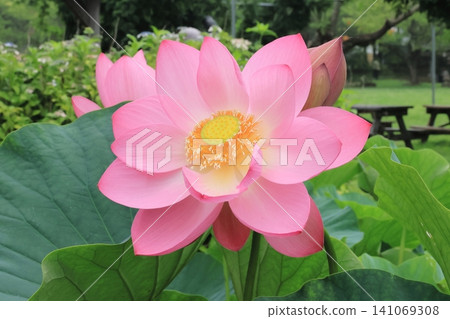 Fourth day of blooming? Lotus flower Fourth day of blooming? Lotus flower 141069308