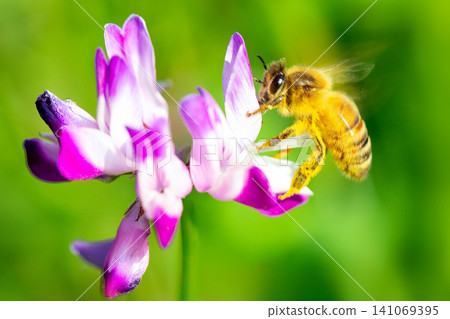 Lotus grass and bee Lotus grass and bee 141069395