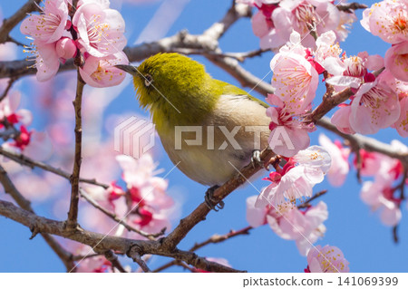 Meiro and plum Meiro and plum 141069399