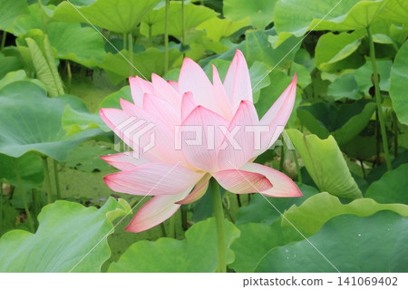 Close-up of a pale lotus flower Close-up of a pale lotus flower 141069402