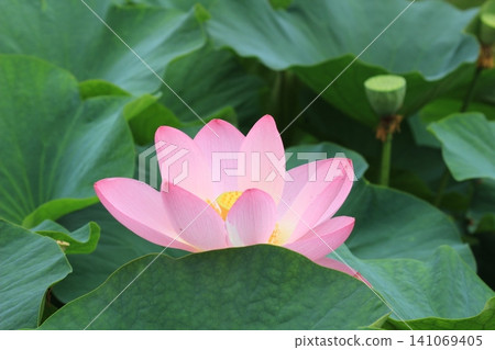 風景與蓮花 風景與蓮花 141069405