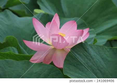 風景與蓮花 風景與蓮花 141069406