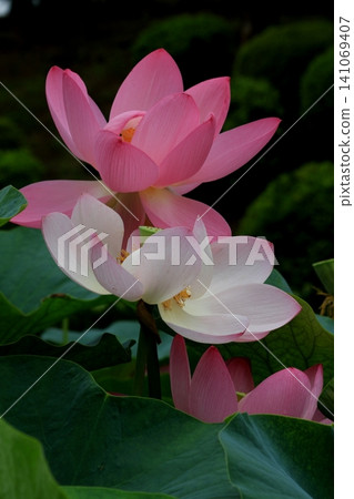 風景與蓮花 風景與蓮花 141069407