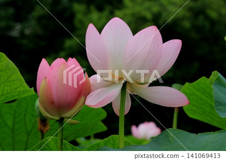 Landscape with lotus flowers Landscape with lotus flowers 141069413