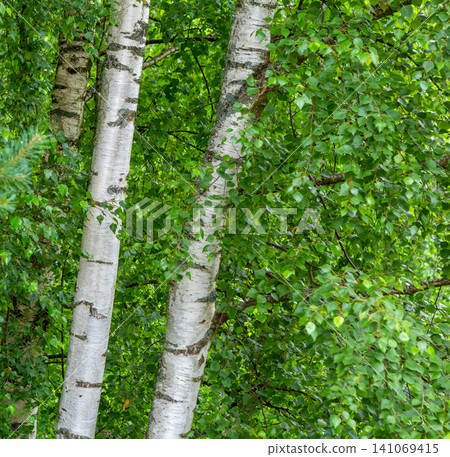 Birches. Summer birch forest landscape. Birches. Summer birch forest landscape. 141069415