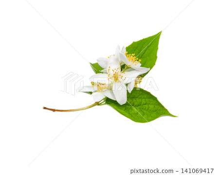 Jasmine Flowers with leaves. Twig of flowering jasmine. Jasmine Flowers with leaves. Twig of flowering jasmine. 141069417