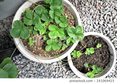 Long, trailing strawberry vines (runners) Long, trailing strawberry vines (runners) 141069423