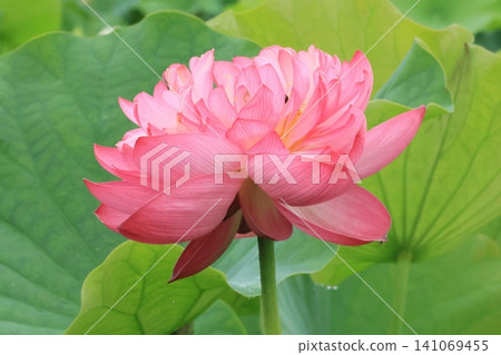 Yae Lotus flower Yae Lotus flower 141069455