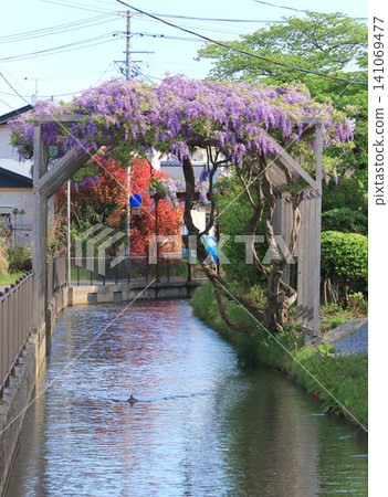 古川(宮城縣大崎市)的小田木川和紫藤花架 古川(宮城縣大崎市)的小田木川和紫藤花架 141069477