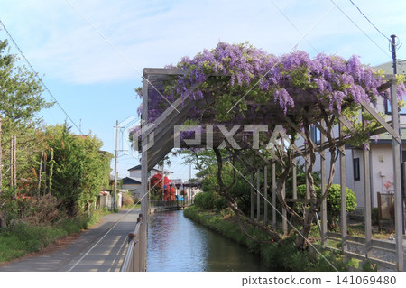 古川(宮城縣大崎市)的小田木川和紫藤花架 古川(宮城縣大崎市)的小田木川和紫藤花架 141069480
